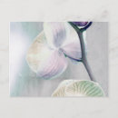 Recherche de orchidée tropicale cartes postales Nature