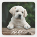 Zoek naar labrador puppy stickers Retriever