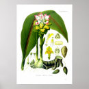 Recherche de safran posters Floral