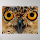 Recherche de hiboux posters Yeux jaunes