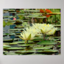 Recherche de fleur de lotus posters Water