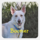 Recherche de berger allemand blanc autocollants Canine