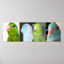 Zoek naar papegaai foto posters Blauw