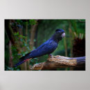 Recherche de cacatoes posters L'australie