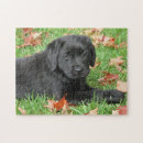Zoek naar labradors puzzels Puppy