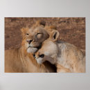 Recherche de amour de lion posters Africaine