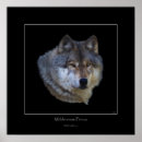 Recherche de photographie de loup posters Faune