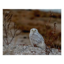 Recherche de hibou neigeux posters Animal