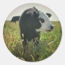Recherche de pâturage autocollants Vache