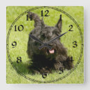 Recherche de terrier horloges Animaux