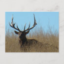 Recherche de mâles cartes postales Wapiti