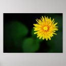 Recherche de dandelion posters Nature