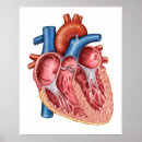 Recherche de diagramme de biologie posters Bleu