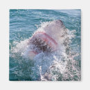 Zoek naar haaien magneten Dier