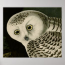 Recherche de audubon birds posters John james audubon