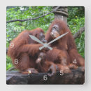 Zoek naar bedreigde dieren posters Orang oetans