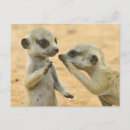 Recherche de kalahari cartes postales Meerkat
