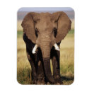 Recherche de savane magnets Éléphant