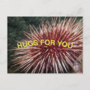 Recherche de mer rouge cartes postales Plongée