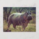 Recherche de hippopotame cartes postales Sauvage