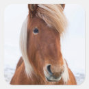 Recherche de cheval islandais autocollants Superstock