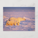 Recherche de banquise cartes postales Faune