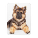 Recherche de mélangé magnets Animal