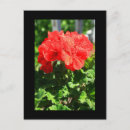Recherche de géranium rouge cartes postales Floral