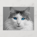 Recherche de chats bleus cartes postales Mignon
