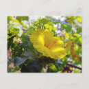 Recherche de état de hawaii cartes postales Hibiscus