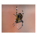 Recherche de araignée de jardin Pour tous