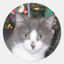 Recherche de chat gris et blanc autocollants Animal