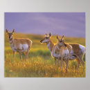Zoek naar antilope posters Dieren in het wild