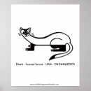 Recherche de furets posters Polecat