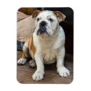 Recherche de les anglais magnets Photographe