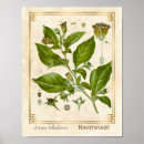 Recherche de vintage herb posters Illustration