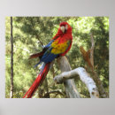 Recherche de maccaw posters Animal