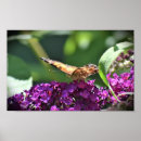 Recherche de pollinisateur art Papillon