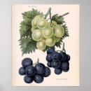 Recherche de fruit de la vigne posters Raisin