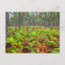 Recherche de cap vert cartes postales Image couleur