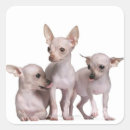 Recherche de animaux domestiques autocollants Nature