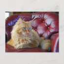 Recherche de chat orange cartes postales Animal