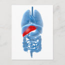 Recherche de organes internes cartes postales Intestin