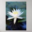 Recherche de étang nénuphar posters L'eau