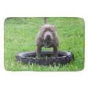 Recherche de temps de bain Photographie