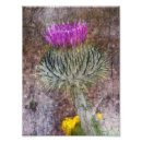Recherche de chardon écossais posters L'ecosse