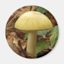 Recherche de champignon magnets Amanita