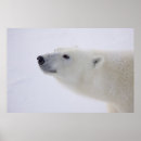 Recherche de manitoba posters Sauvage