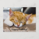 Zoek naar happy birthday kitten briefkaarten Schattig