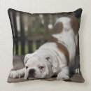 Recherche de le bouledogue coussins Photographie